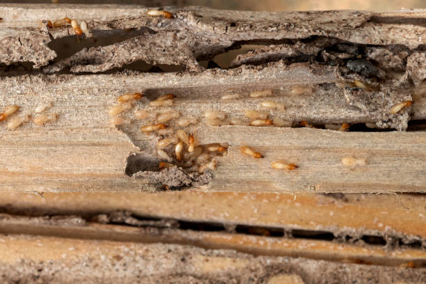 Best Wasp Removal Services  in Chester, NY