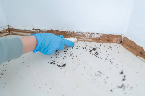 Best Flea Control Services  in Chester, NY